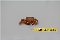 藏品(平背蜞)的圖片